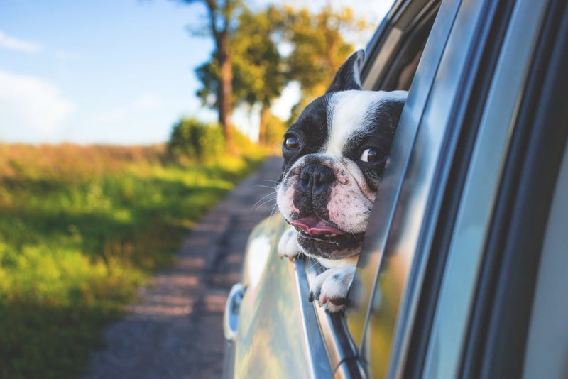 Going away? Don’t forget your Pet’s Passport!